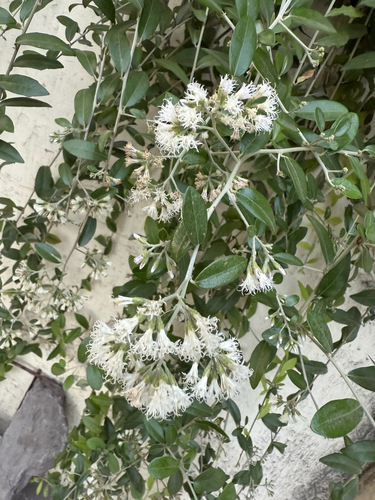 Curtain Creeper (Tarlmounia elliptica)