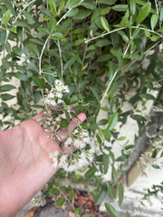 Tarlmounia elliptica, photograph (c) Aparna, some rights reserved (CC BY)