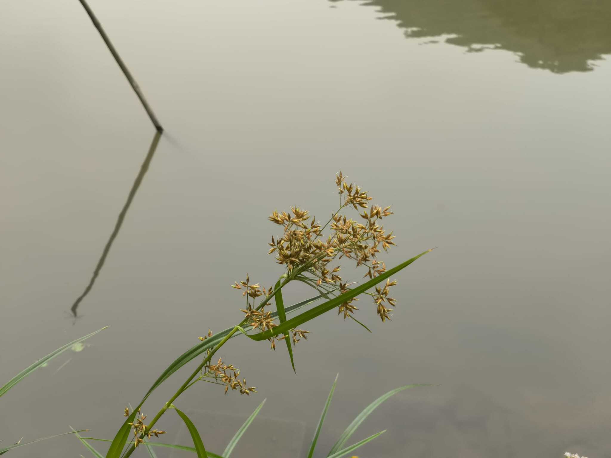 Rhynchospora corymbosa (Rhynchospora corymbosa)