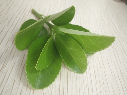 Japanese spindle tree