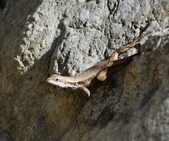 Leiocephalus macropus