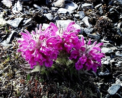 Pedicularis alopecuroides