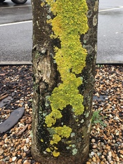 Xanthoria parietina