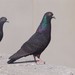 Feral Pigeon - Photo (c) Scott King, some rights reserved (CC BY-NC), uploaded by Scott King