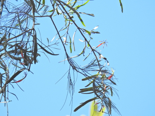 northern mistletoe (Lysiana subfalcata)
