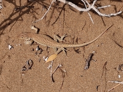 Acanthodactylus schreiberi