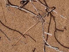 Acanthodactylus schreiberi