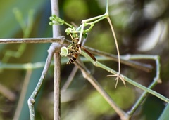 Polistes cubensis