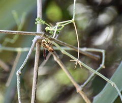 Polistes cubensis
