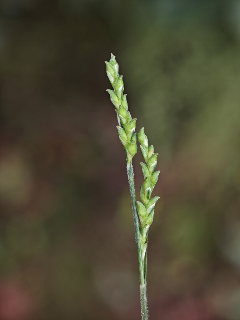 Carex densipilosa