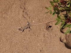 Acanthodactylus schreiberi