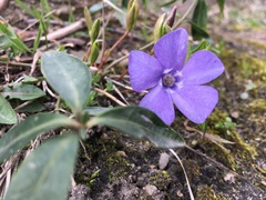 Vinca minor