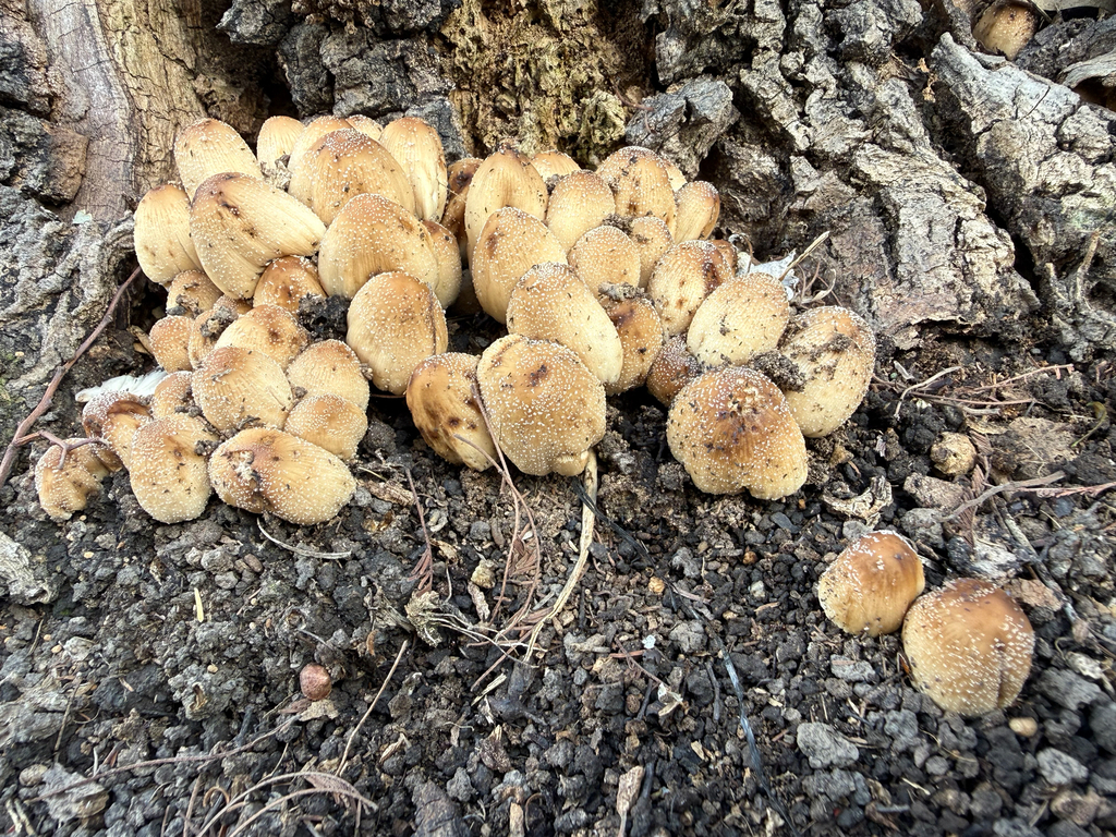 Coprinellus micaceus · April 2026 · photo: © scanlees (iNaturalist, cc0)