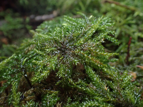 Hypnodendron marginatum observed 2026-04-03