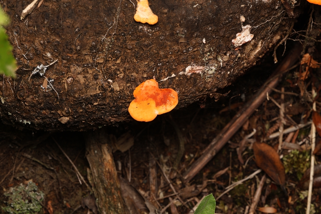 Trametes coccinea · April 2026 · photo: © andrianl (iNaturalist, cc-by)
