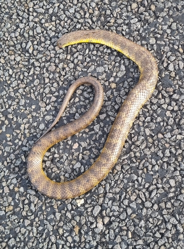 Tiger Snake