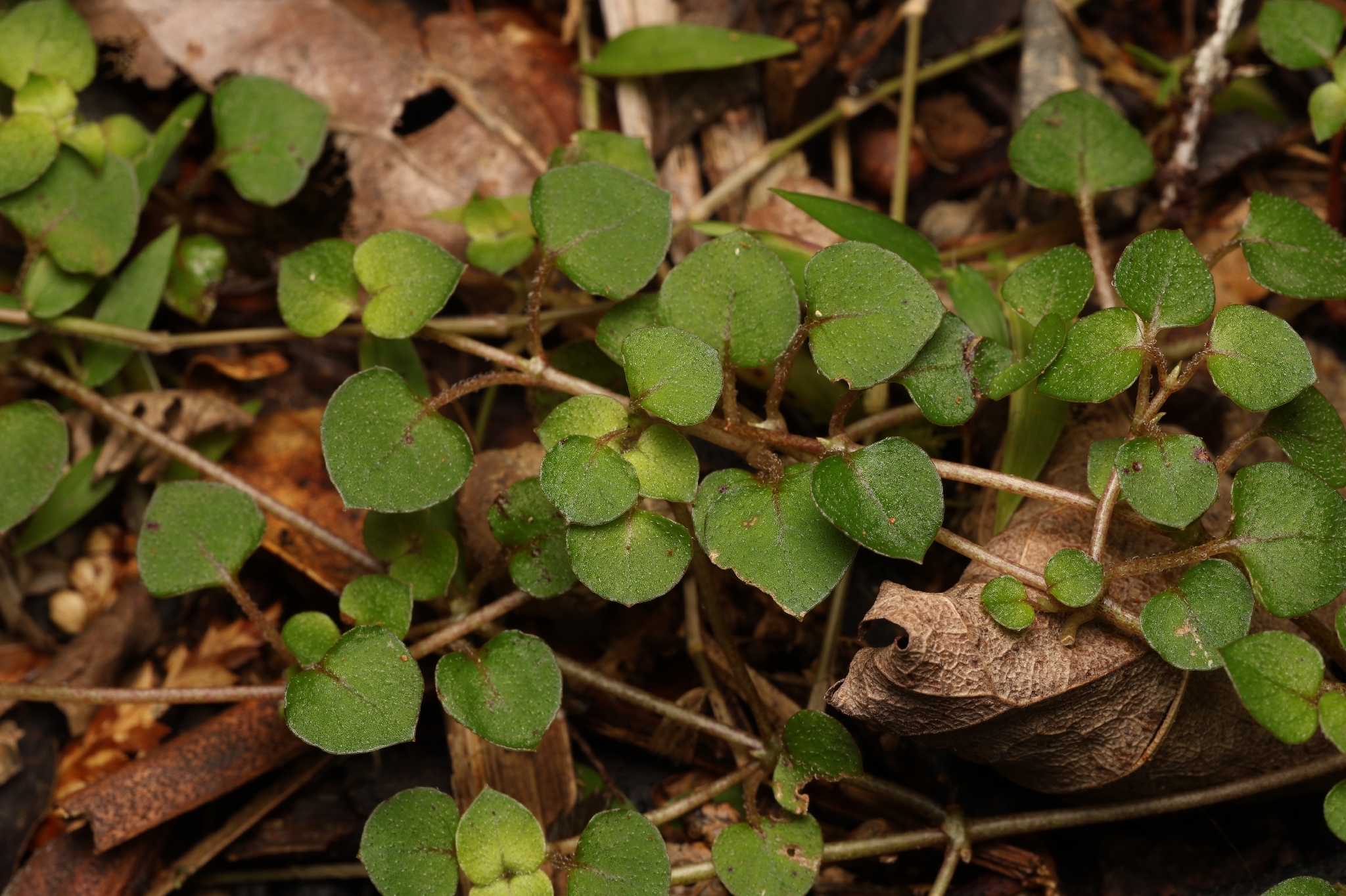 Nertera dichondrifolia