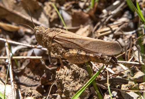 California Sulphur-winged Grasshopper photo 4