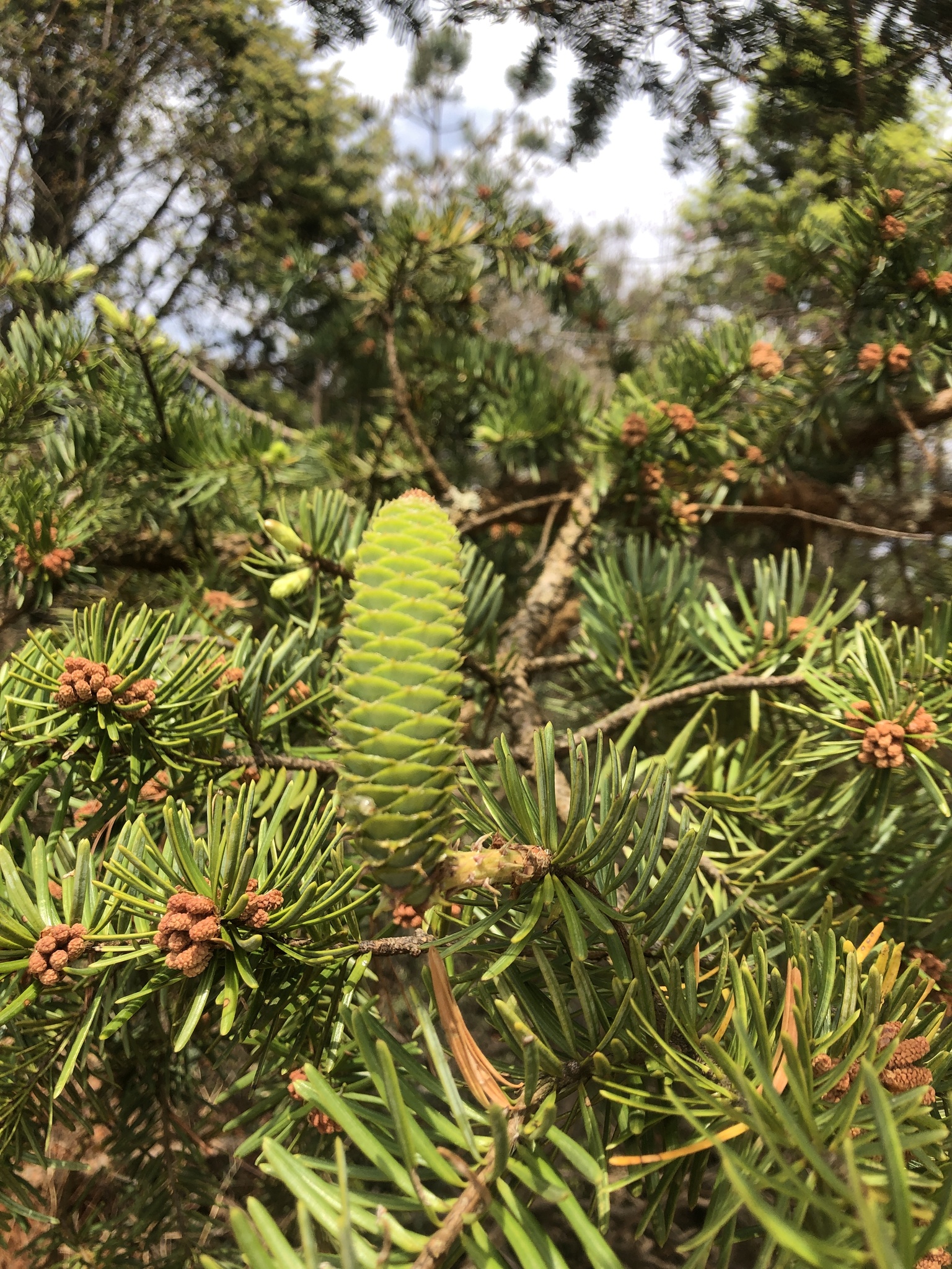 Keteleeria evelyniana