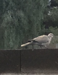 Streptopelia decaocto