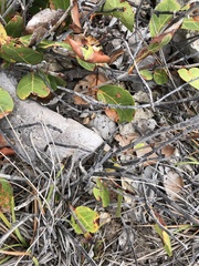 Anolis cooki