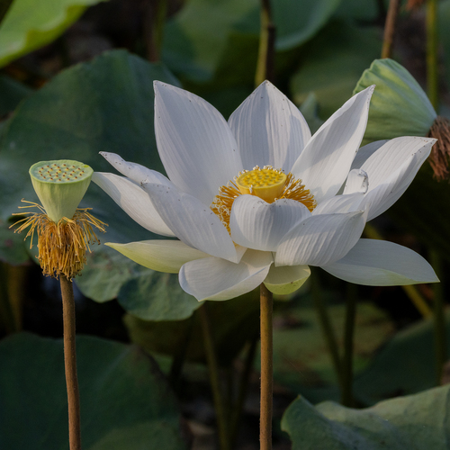 Sacred Lotus (Nelumbo nucifera)