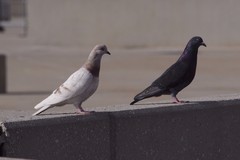 Columba livia domestica