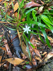 Libertia pulchella, photograph (c) Geoff Shuetrim, some rights reserved (CC BY)