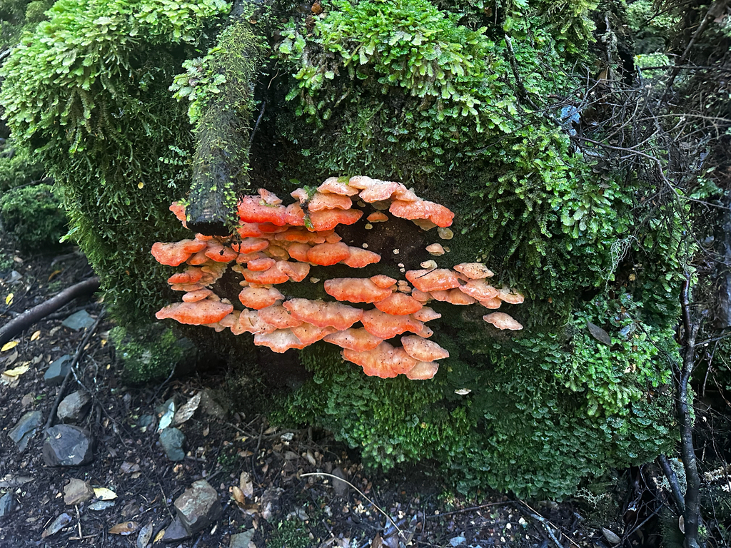 Aurantiporus pulcherrimus · March 2026 · photo: © shuetrim (iNaturalist, cc-by)