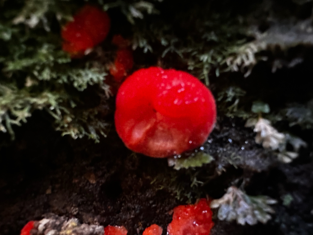 Aurantiporus pulcherrimus · March 2026 · photo: © shuetrim (iNaturalist, cc-by)