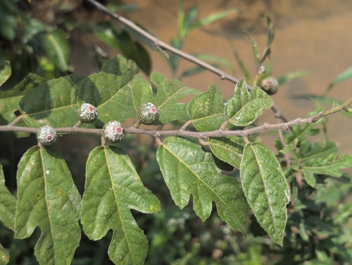Ficus heterophylla, 2026-04-03