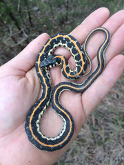 Thamnophis cyrtopsis ocellatus