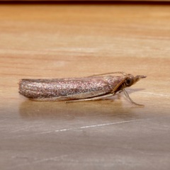 Peoria roseotinctella