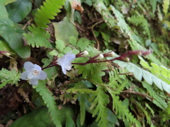 Staurogyne concinnula