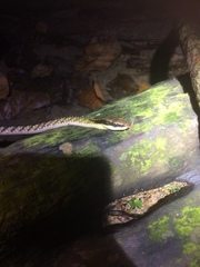 Dendrelaphis striatus