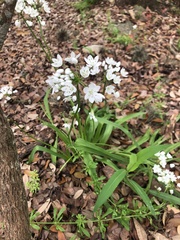 Allium neapolitanum