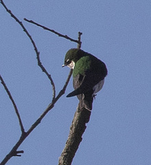 Tachycineta thalassina
