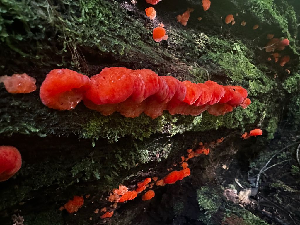 Aurantiporus pulcherrimus · March 2026 · photo: © shuetrim (iNaturalist, cc-by)