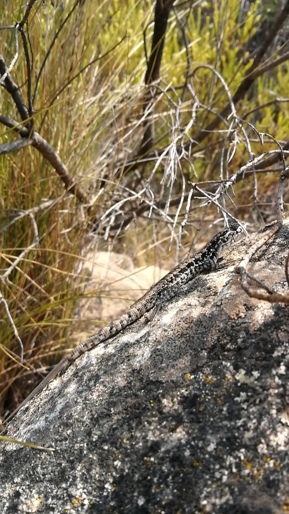 Liolaemus confusus