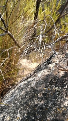 Liolaemus confusus