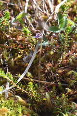 Pinguicula villosa