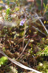 Pinguicula villosa
