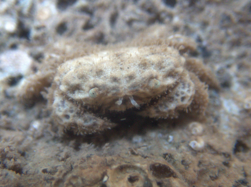 Psaumis cavipes observed 2026-03-29