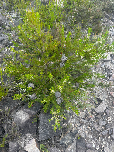 Hakea propinqua, photograph 4
