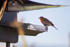 Haemorhous mexicanus