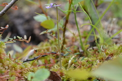 Pinguicula villosa