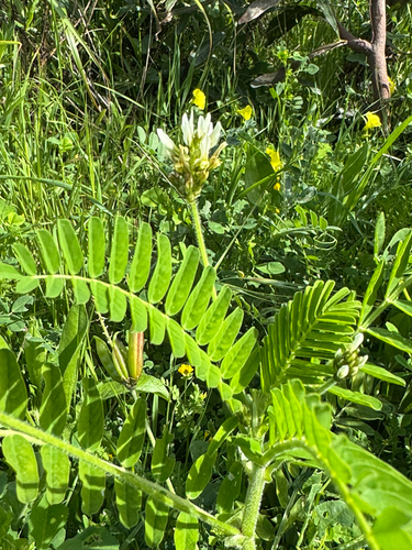 Astragalus boeticus, photograph 6