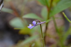 Pinguicula villosa