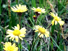 Tephroseris integrifolia atropurpurea