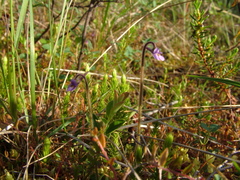 Pinguicula villosa